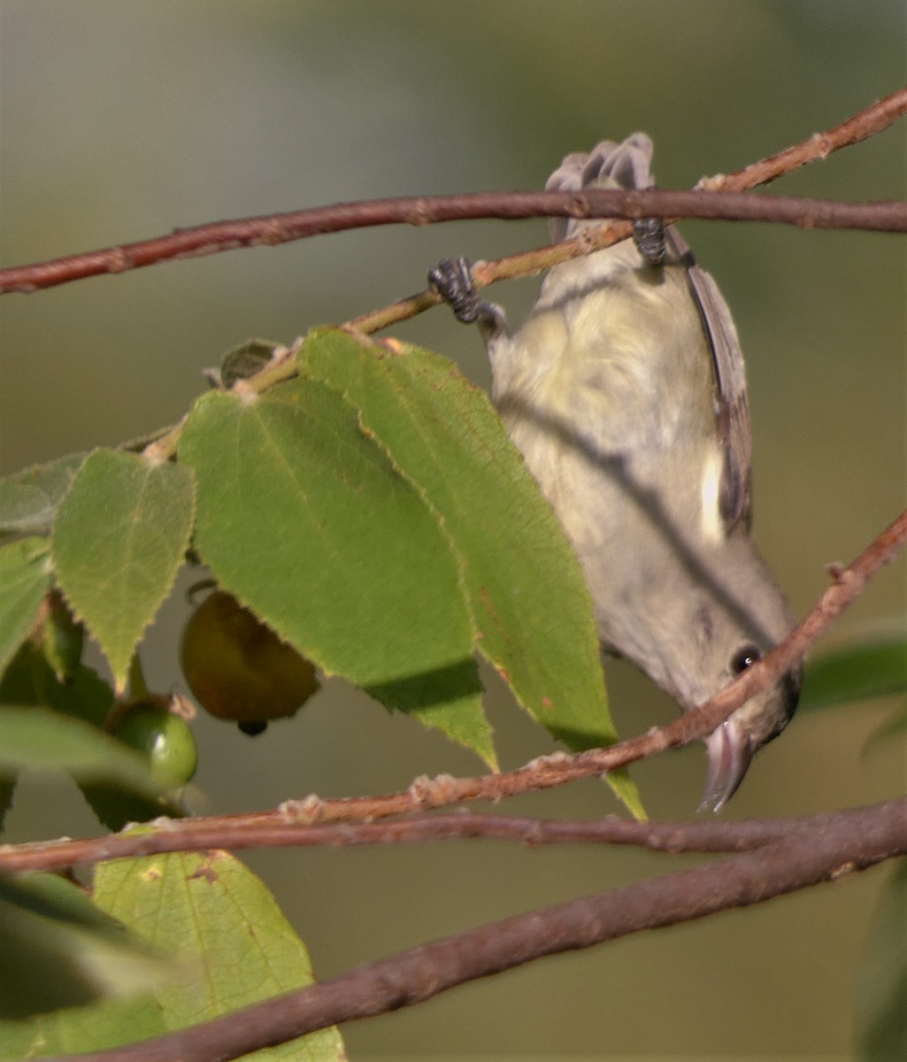 Pale-billed Flowerpecker - ML601124251