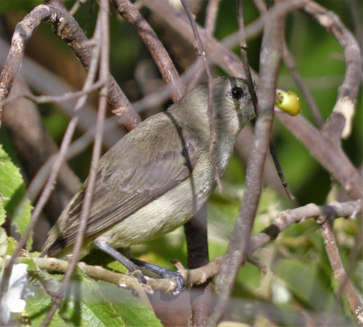 Pale-billed Flowerpecker - ML601124271