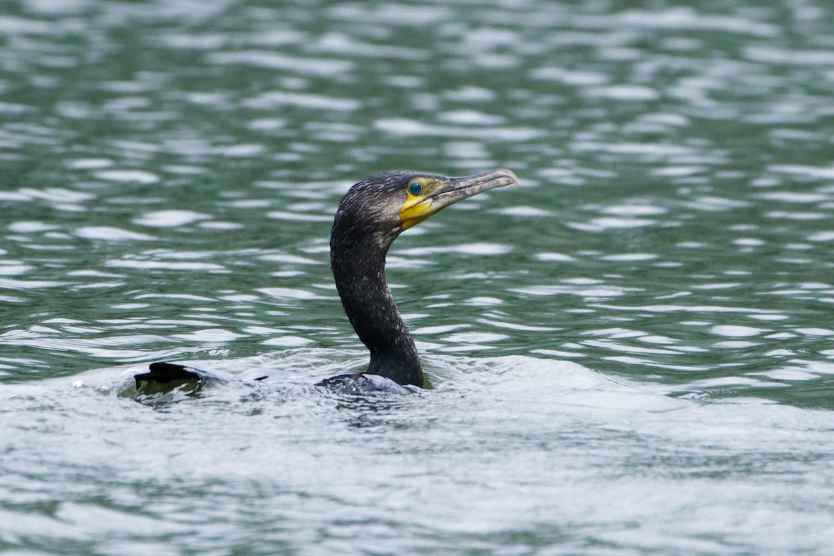 Great Cormorant - Susanne Meyer