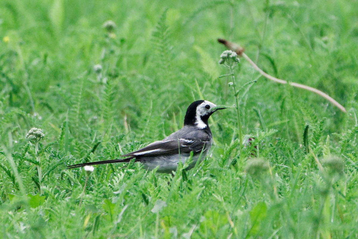 White Wagtail - Susanne Meyer