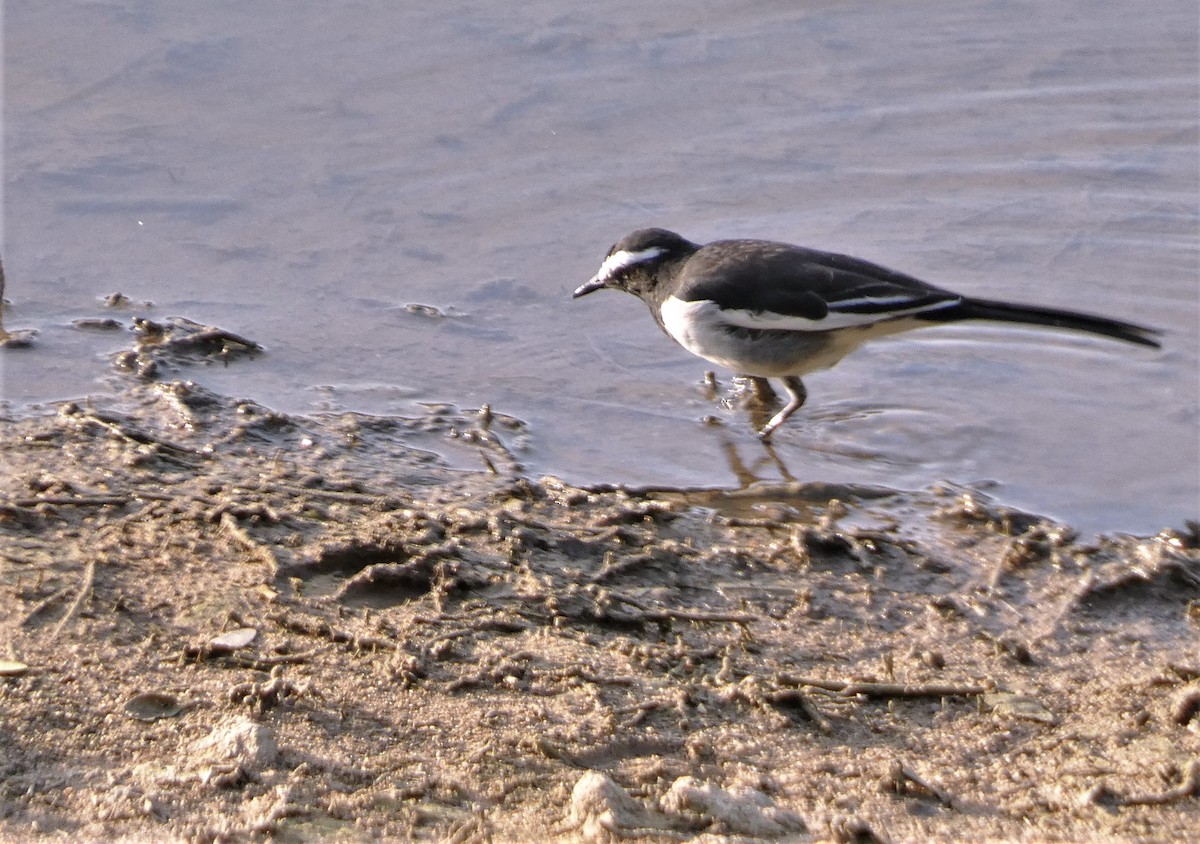 White-browed Wagtail - ML601124561