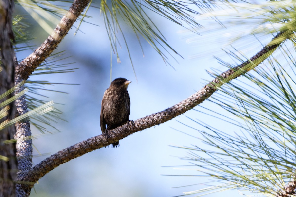 Red-winged Blackbird - Simon Lloyd