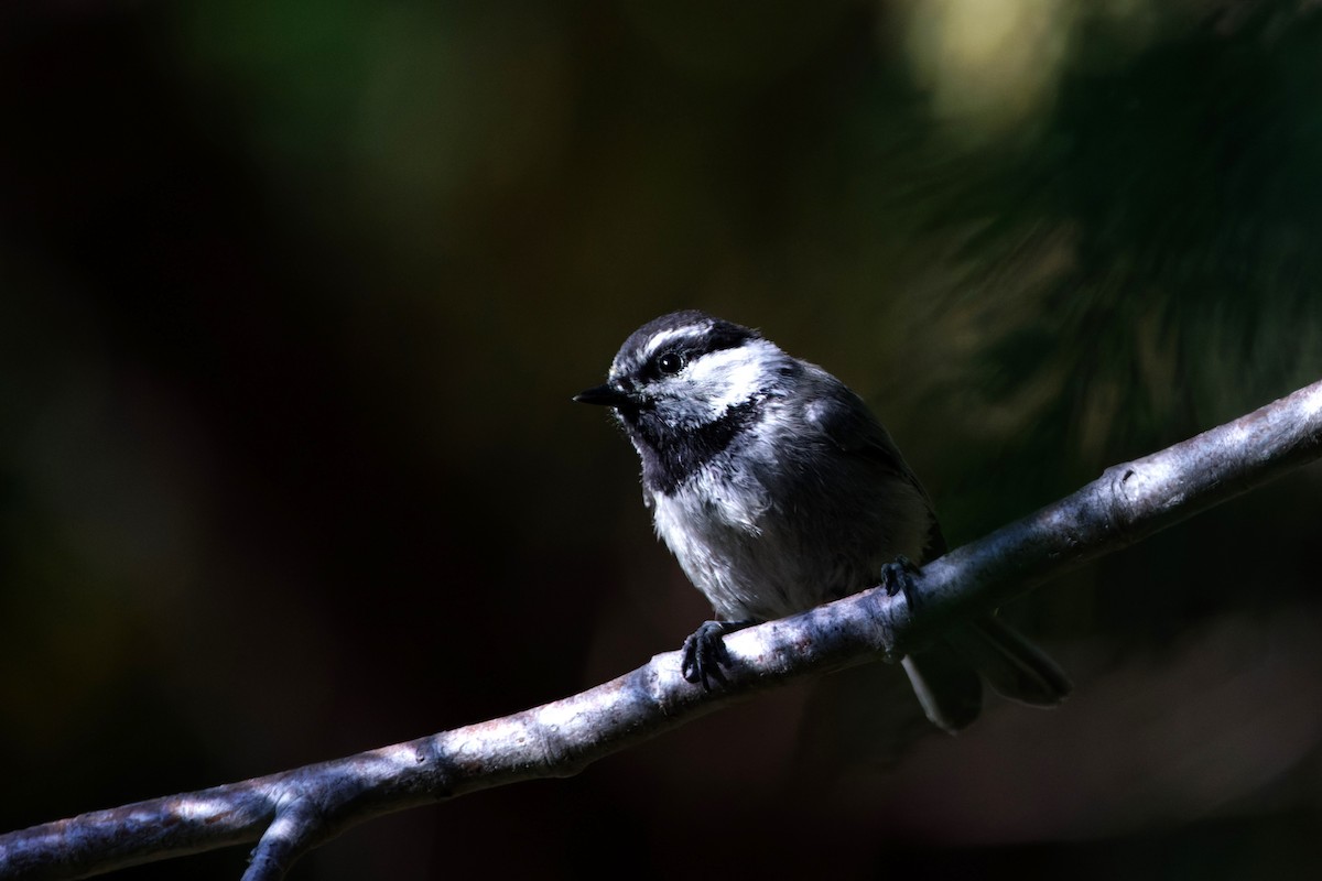 Mountain Chickadee - Simon Lloyd