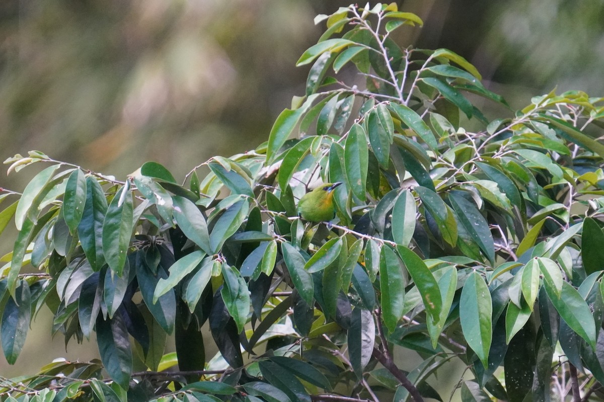Yellow-throated Leafbird - ML601125391