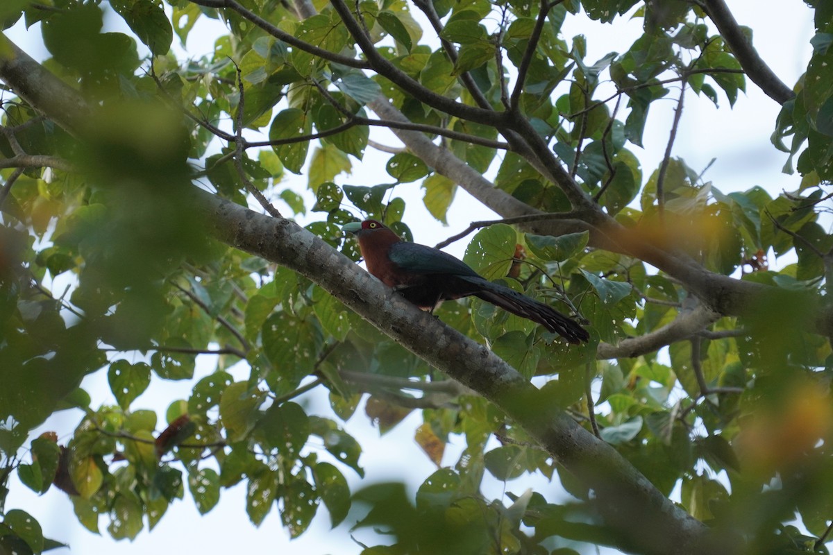 Chestnut-breasted Malkoha - ML601125851