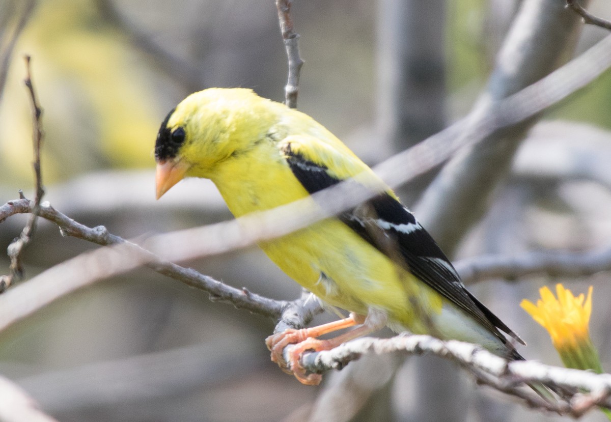 American Goldfinch - ML601125871