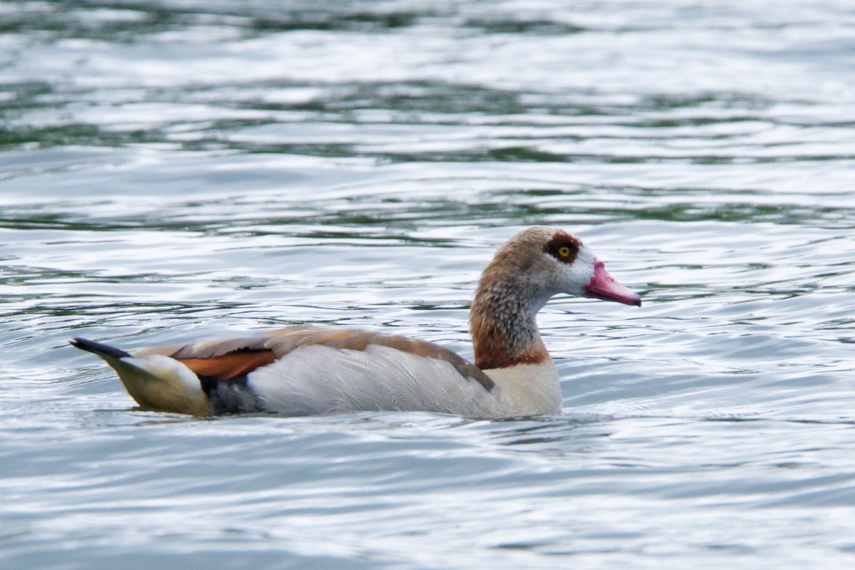 Egyptian Goose - ML601125921