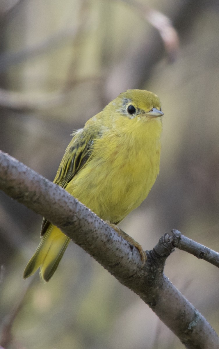 Yellow Warbler - CARLA DAVIS