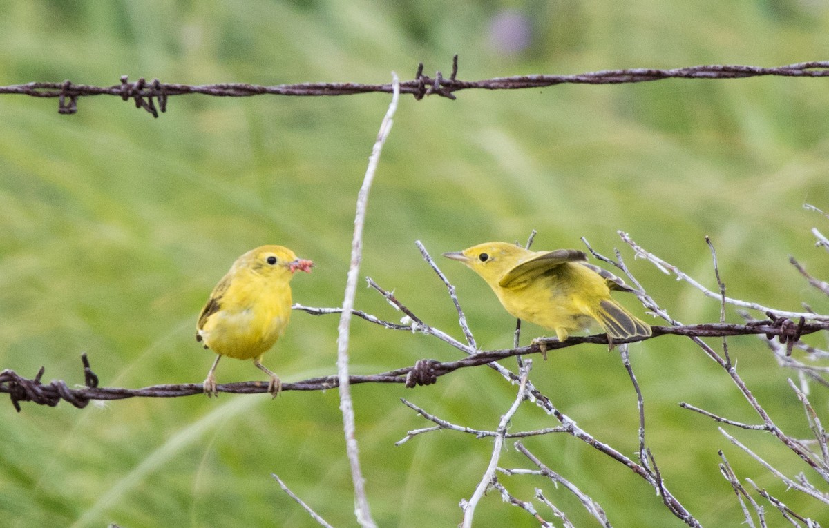 Yellow Warbler - ML601126191