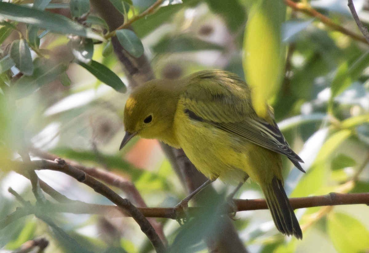 Yellow Warbler - CARLA DAVIS