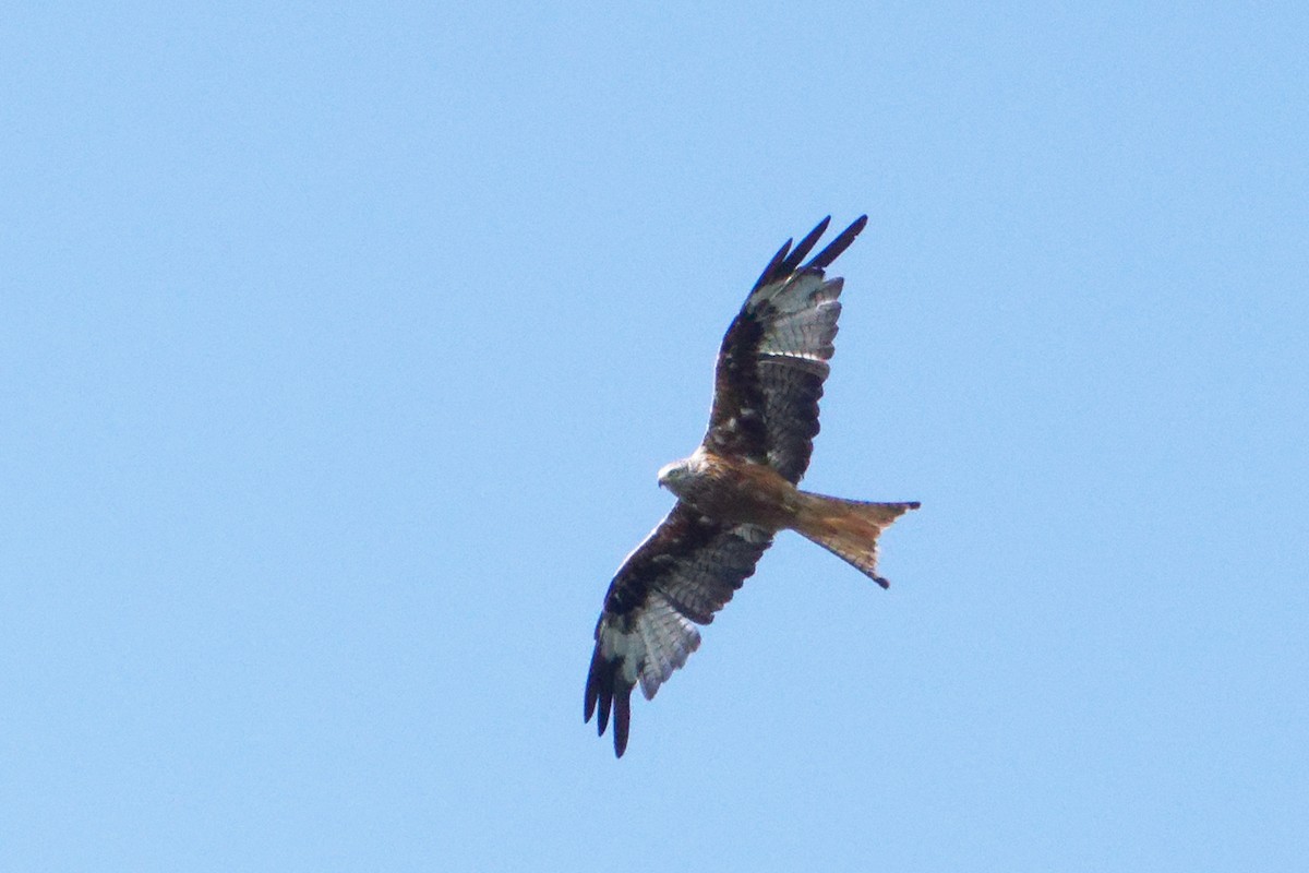 Red Kite - Susanne Meyer