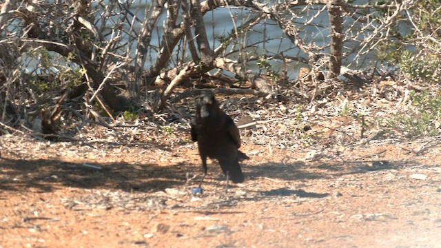 Little Crow - ML601126401