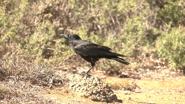 Corbeau du désert - ML601126411