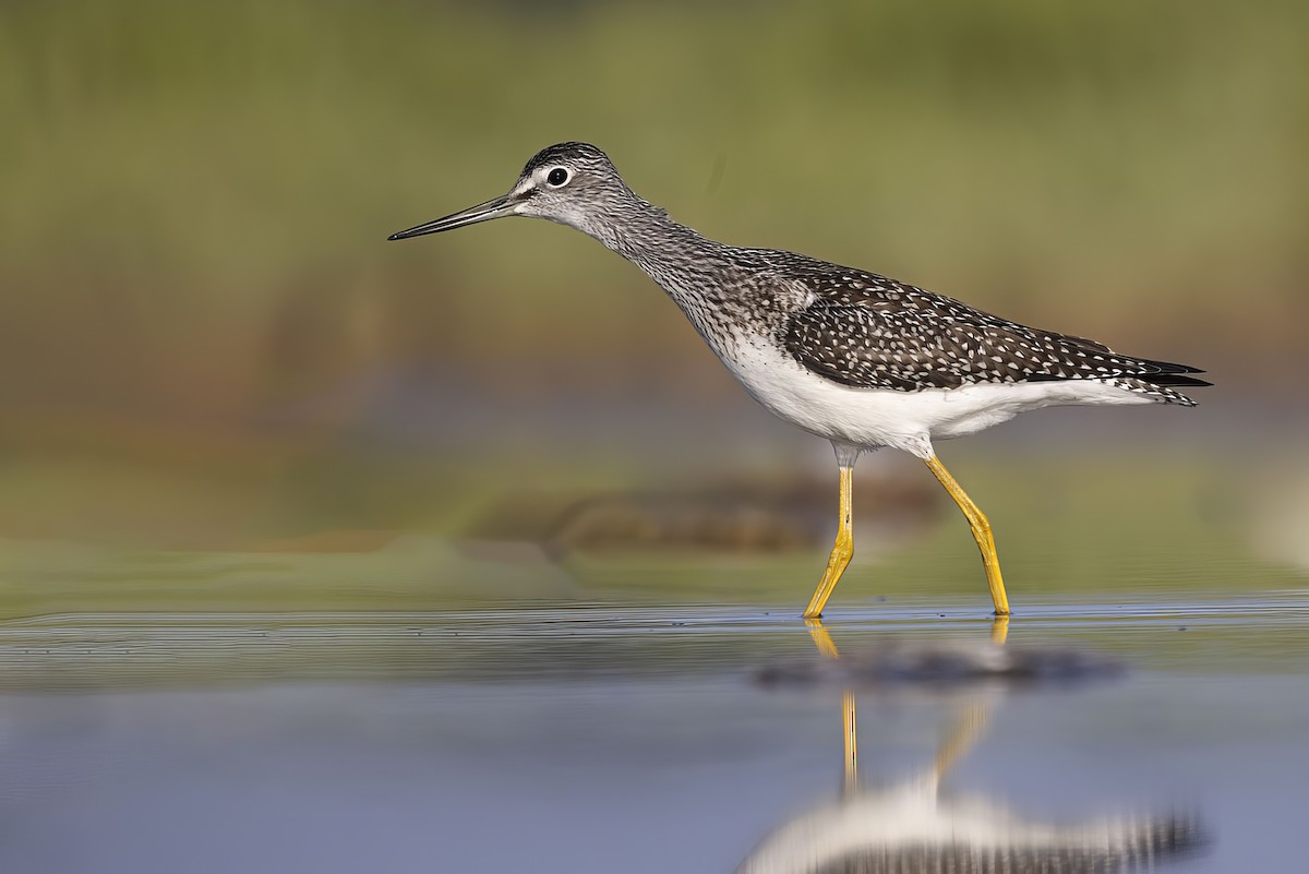 Greater Yellowlegs - Gerald Romanchuk