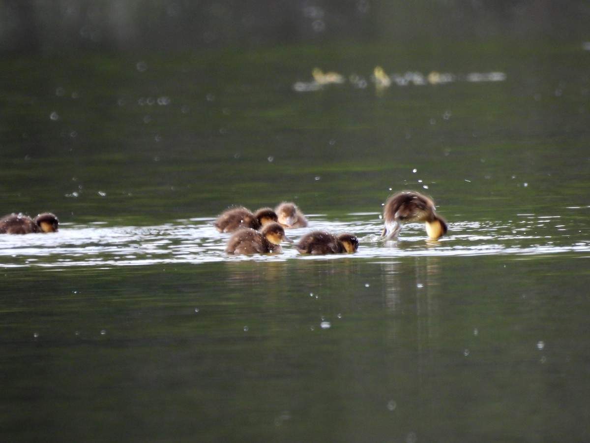 Greater Scaup - ML601127751