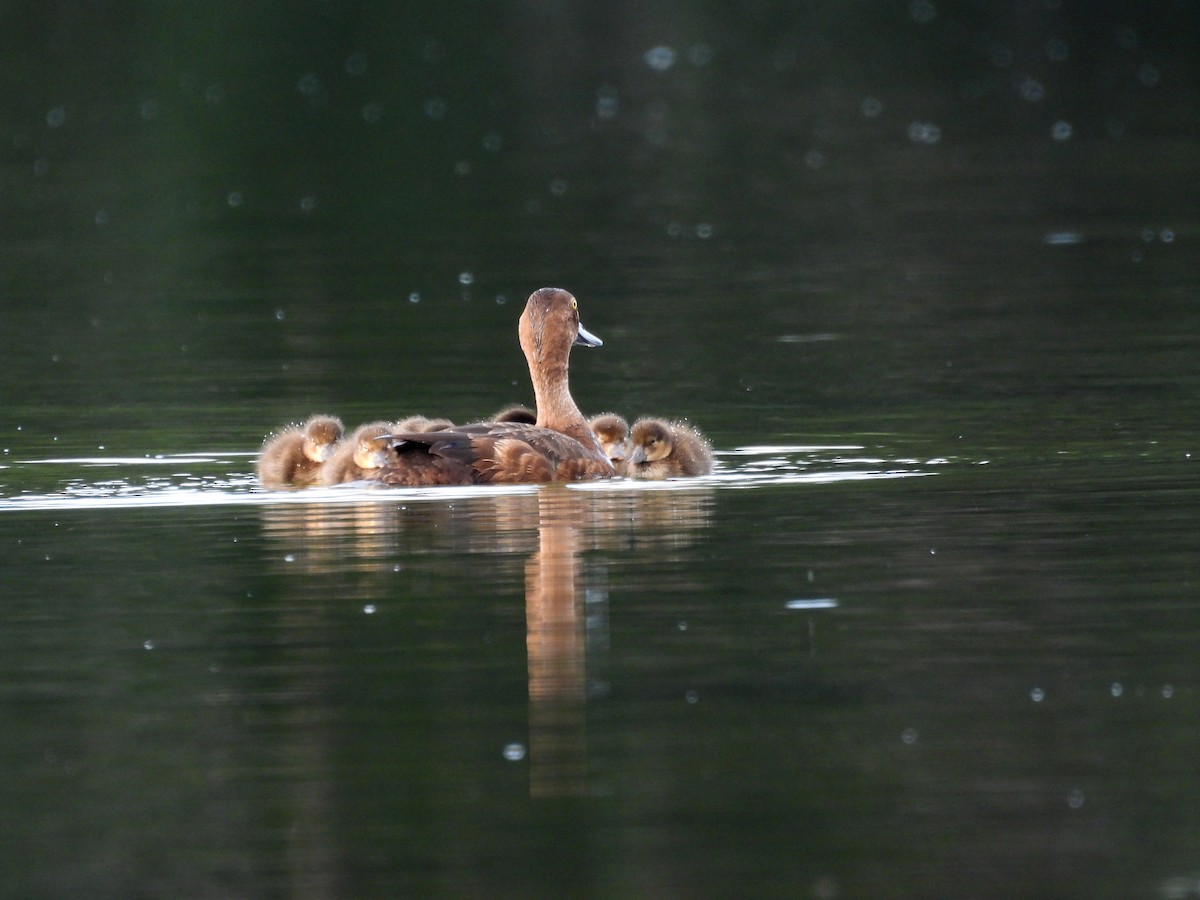 Greater Scaup - ML601127761