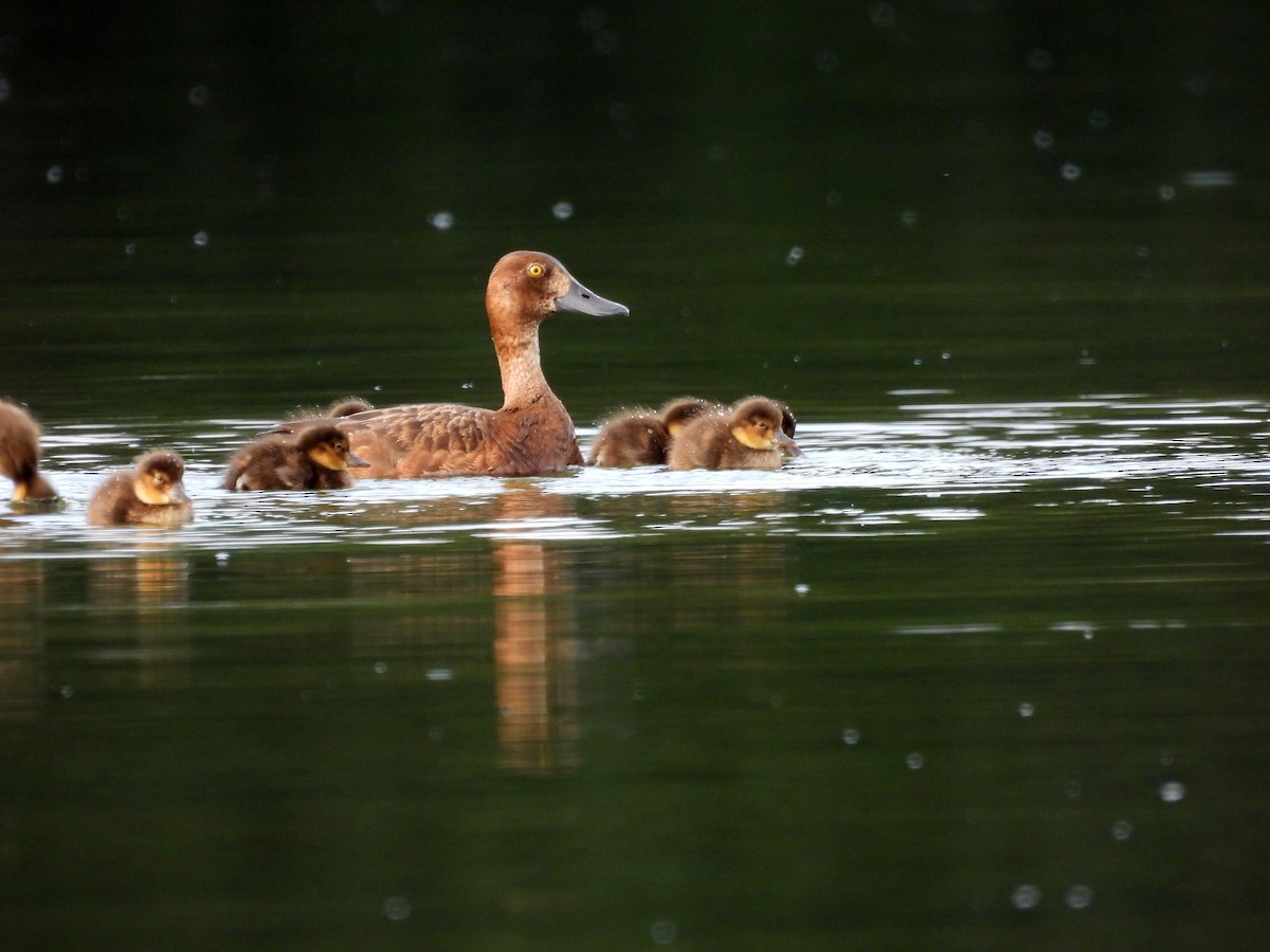 Greater Scaup - Deanna Lavigueur