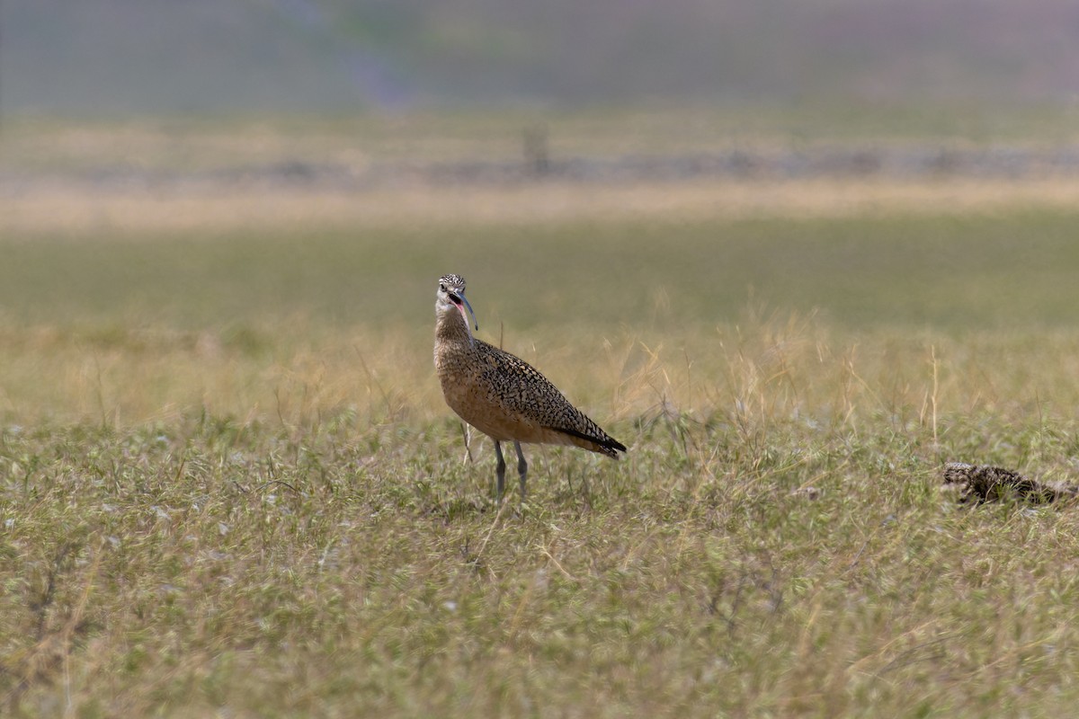 Long-billed Curlew - James Tomasek