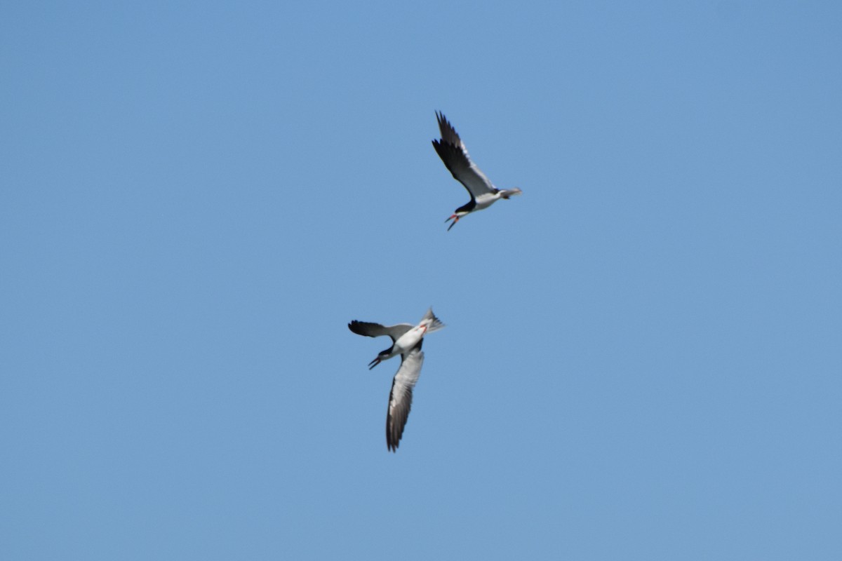 Black Skimmer - Valerie Burdette