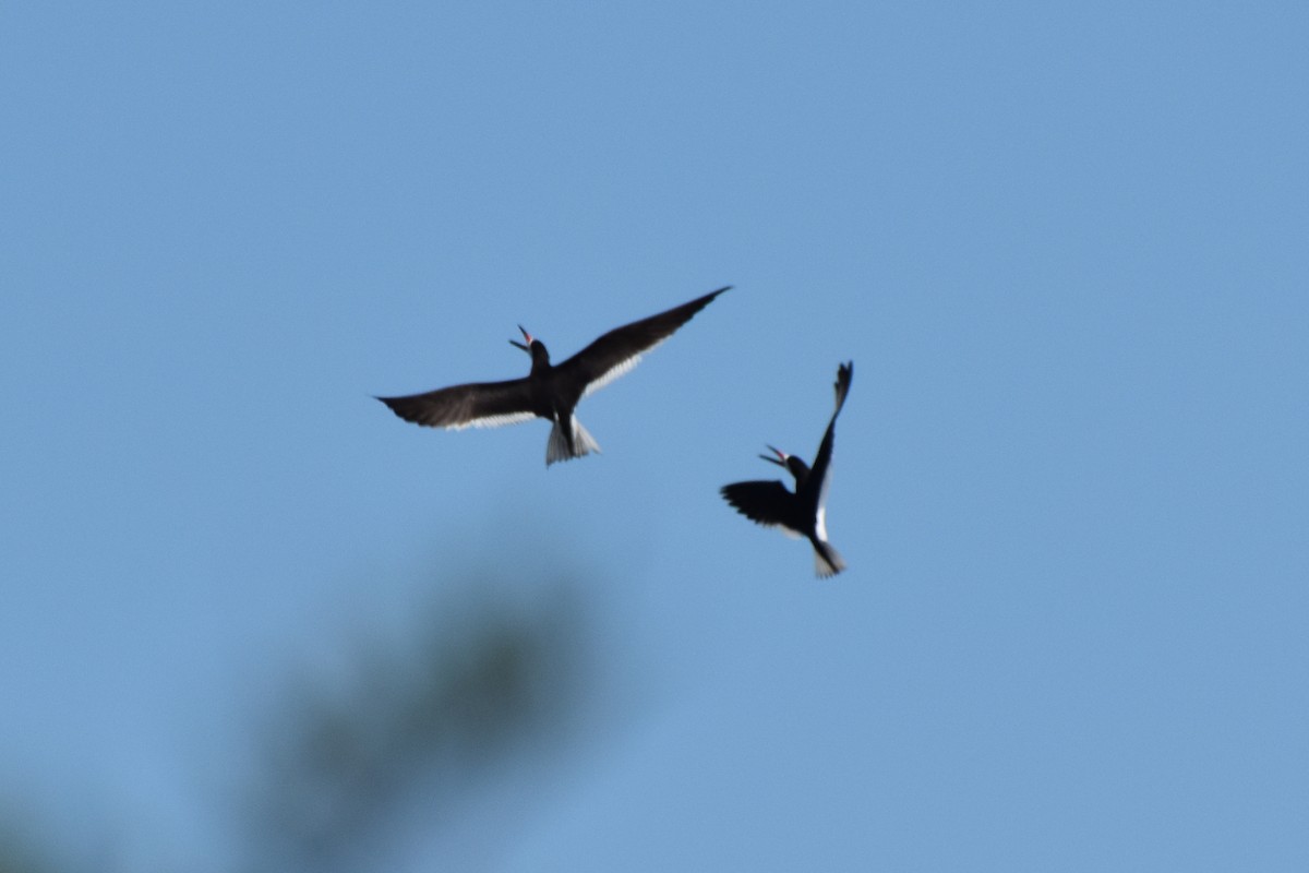 Black Skimmer - ML601128291