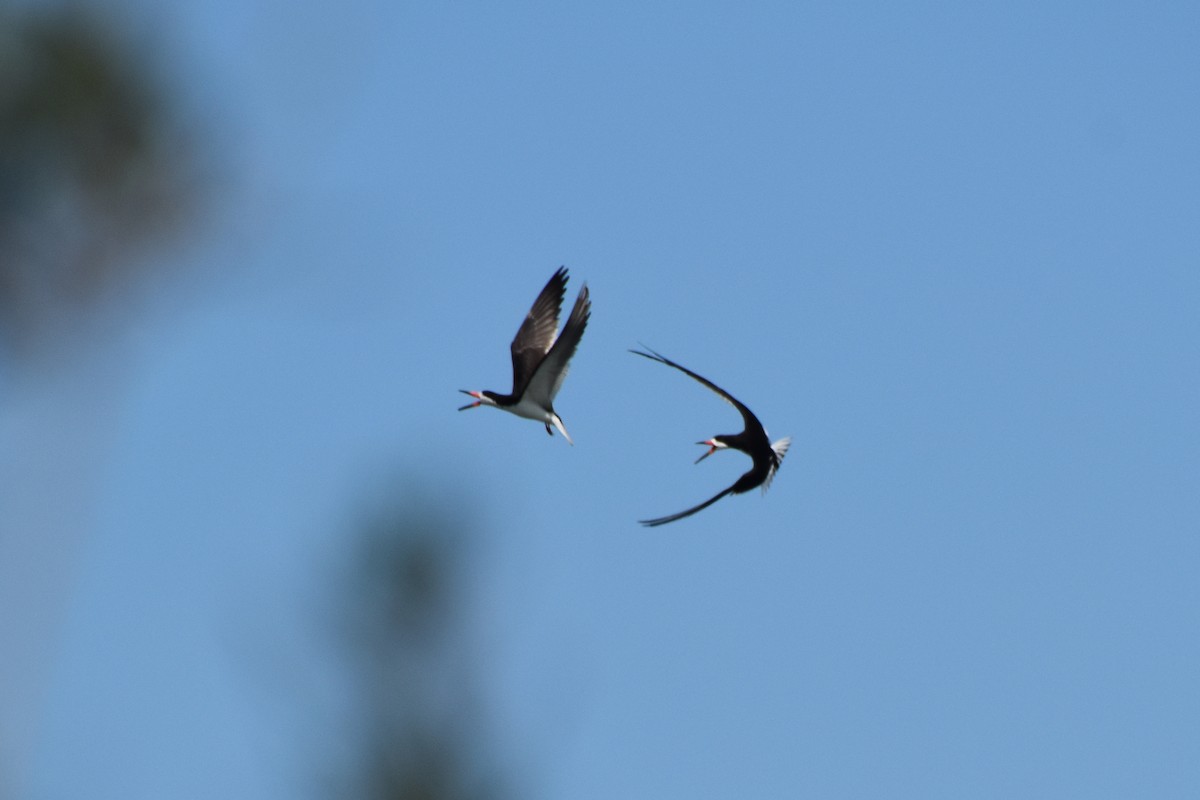 Black Skimmer - ML601128351