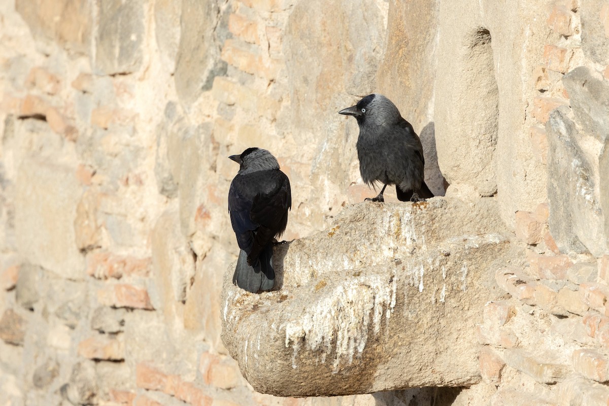 Eurasian Jackdaw - ML601128531