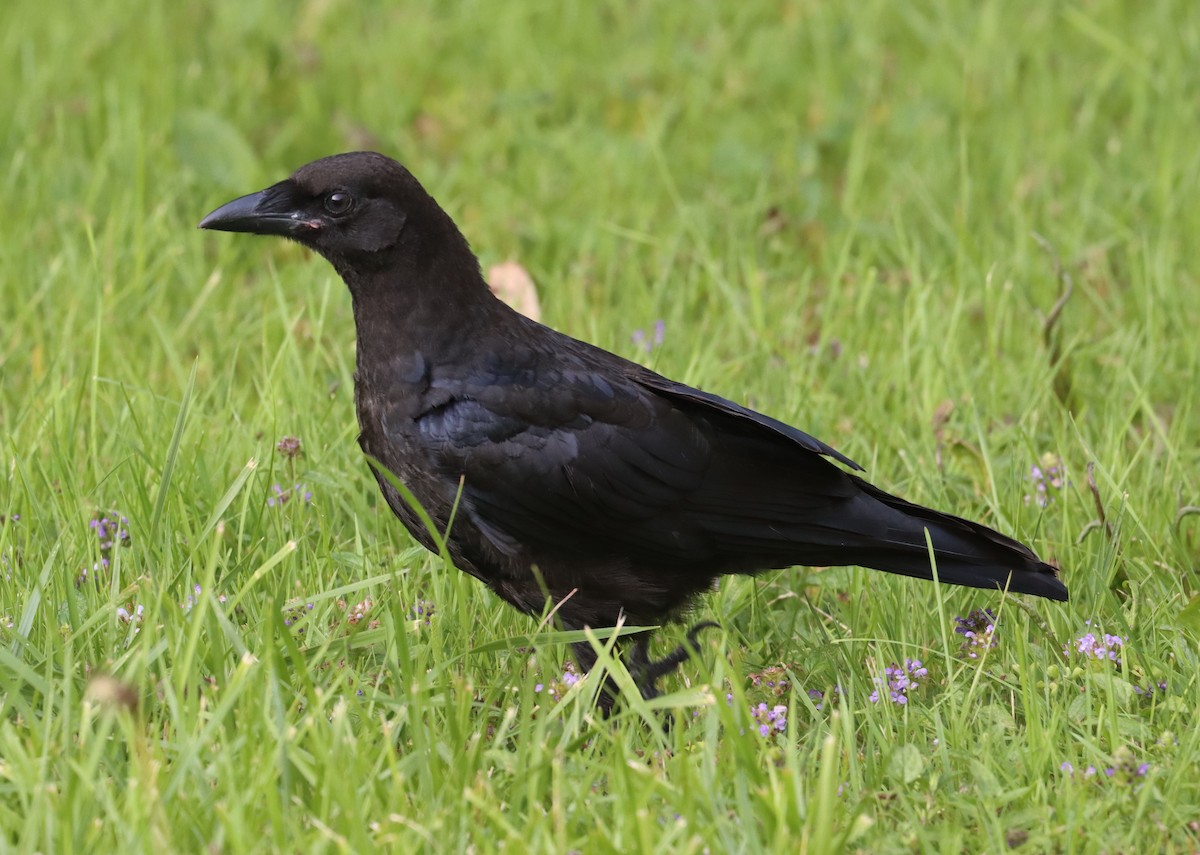 American Crow - ML601129231