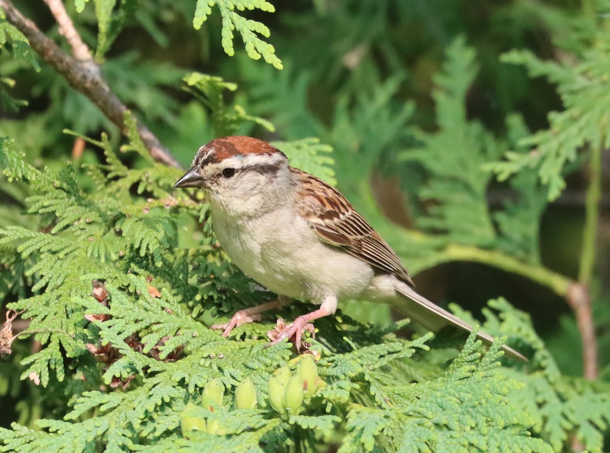 Chipping Sparrow - ML601130081