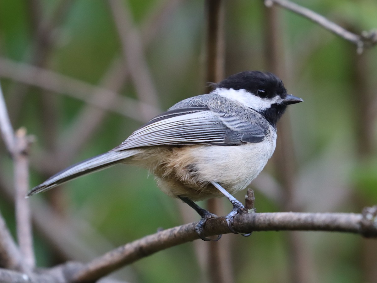 Black-capped Chickadee - ML601130771