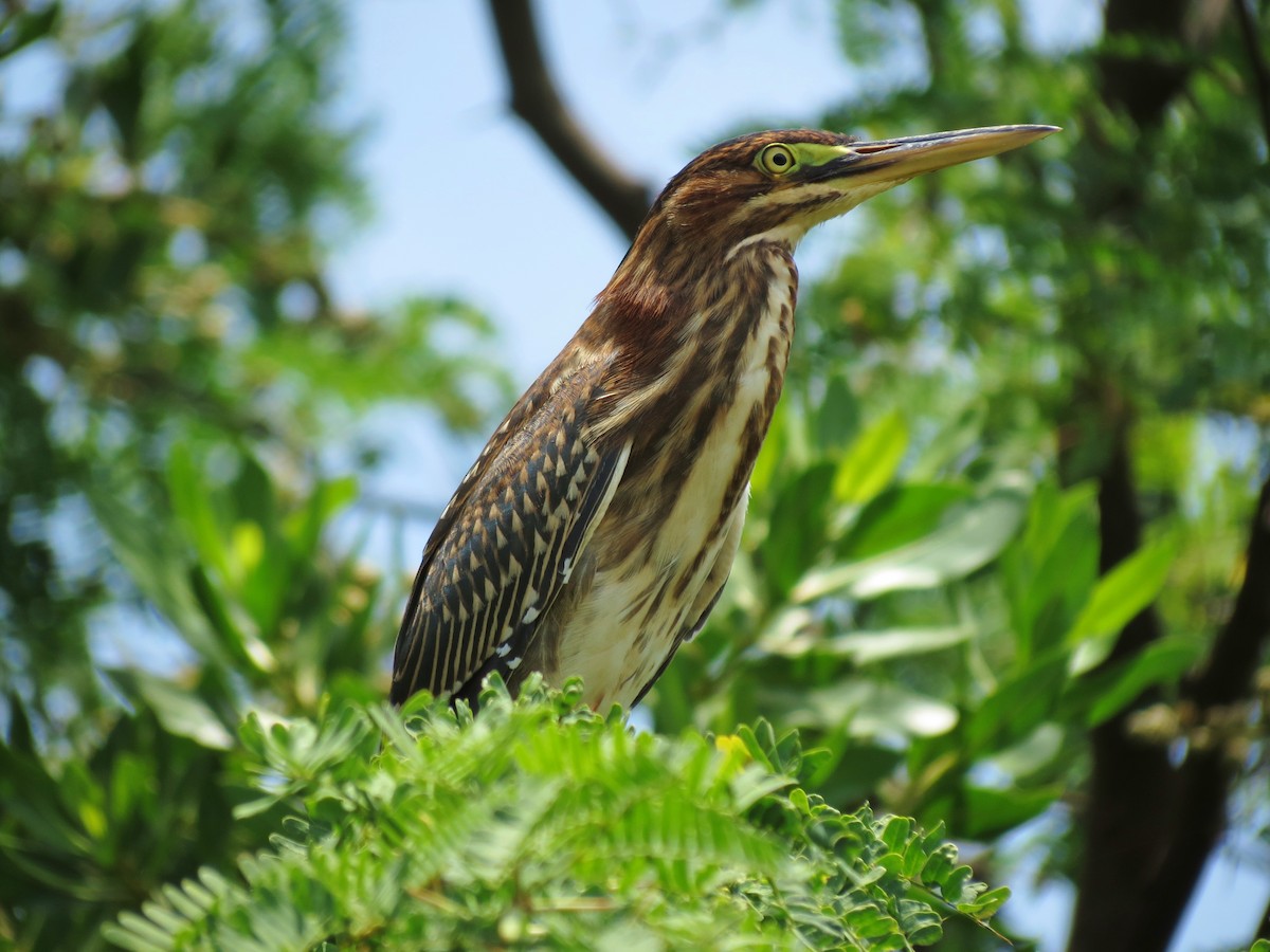 Green Heron - ML60113081