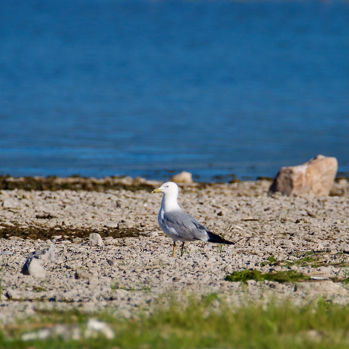 California Gull - ML601131491