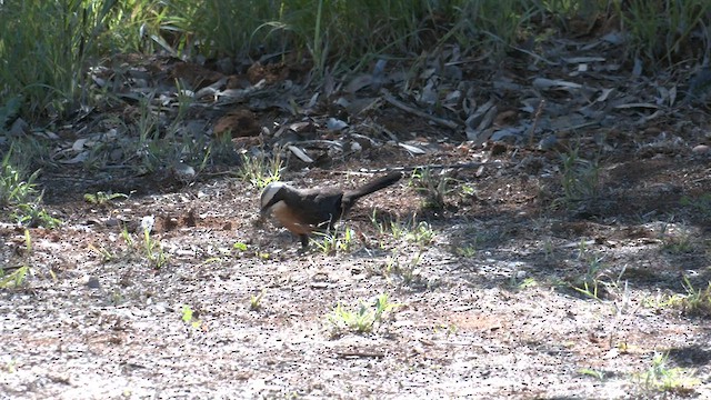 Gray-crowned Babbler - ML601132041