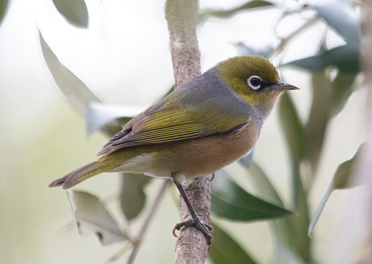 Silvereye - ML601132211