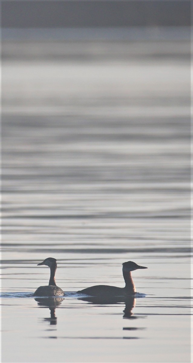 Red-necked Grebe - ML601132251