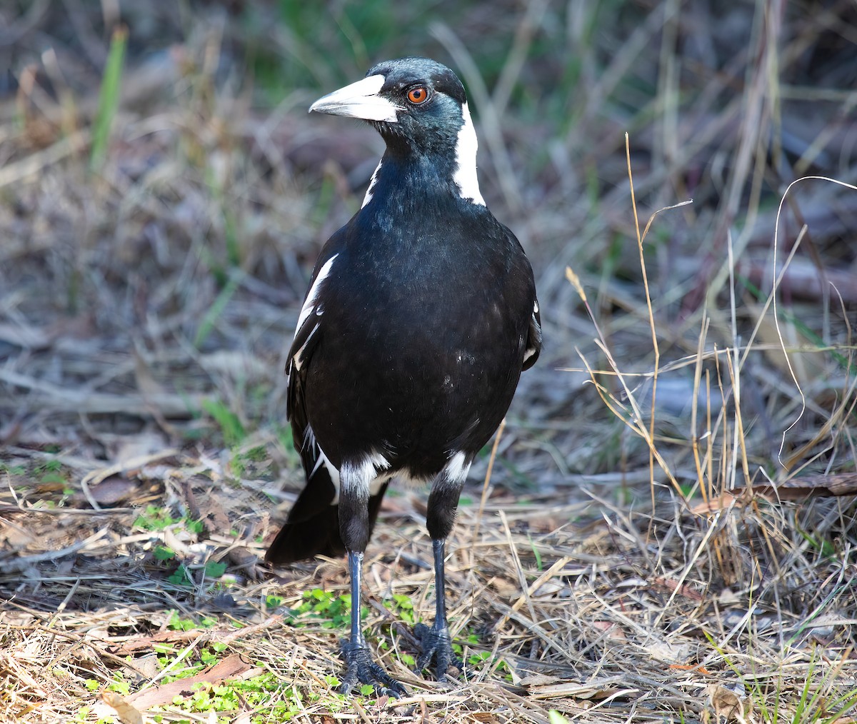 Australian Magpie (Black-backed) - ML601132991
