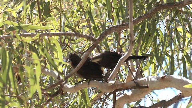 Gray-crowned Babbler - ML601133091