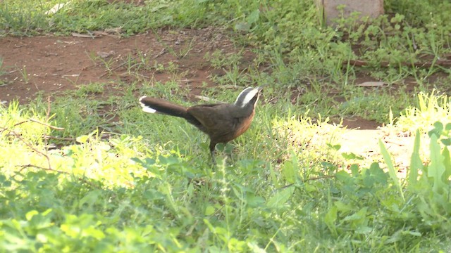 Gray-crowned Babbler - ML601133221