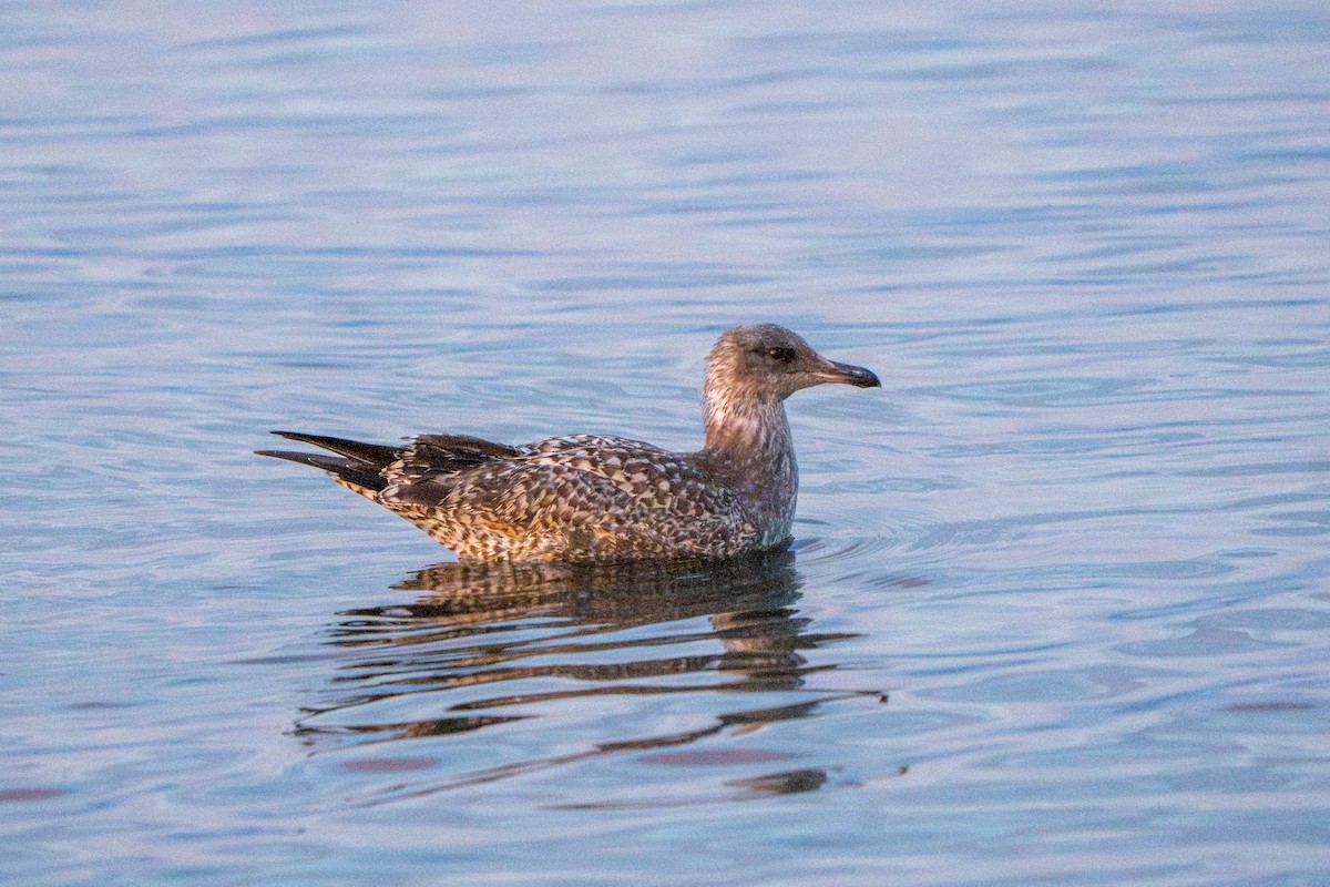 California Gull - ML601133281