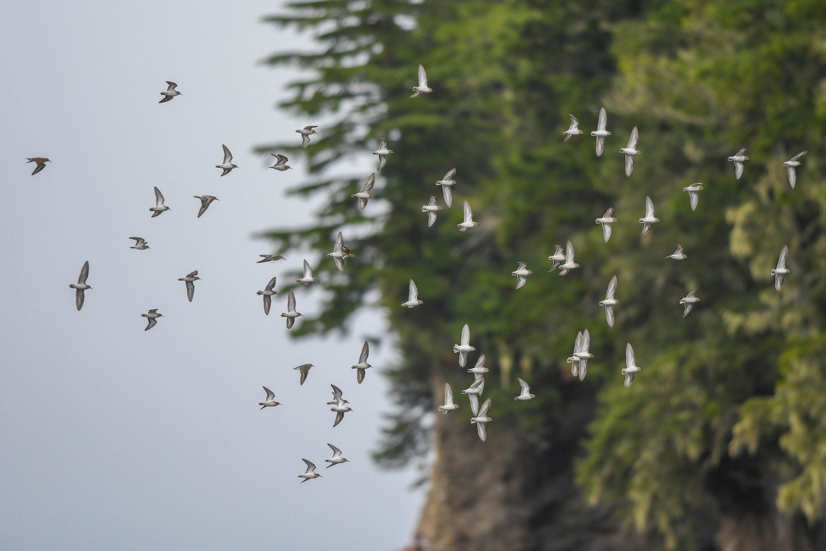 Least Sandpiper - Gaelin Armstrong