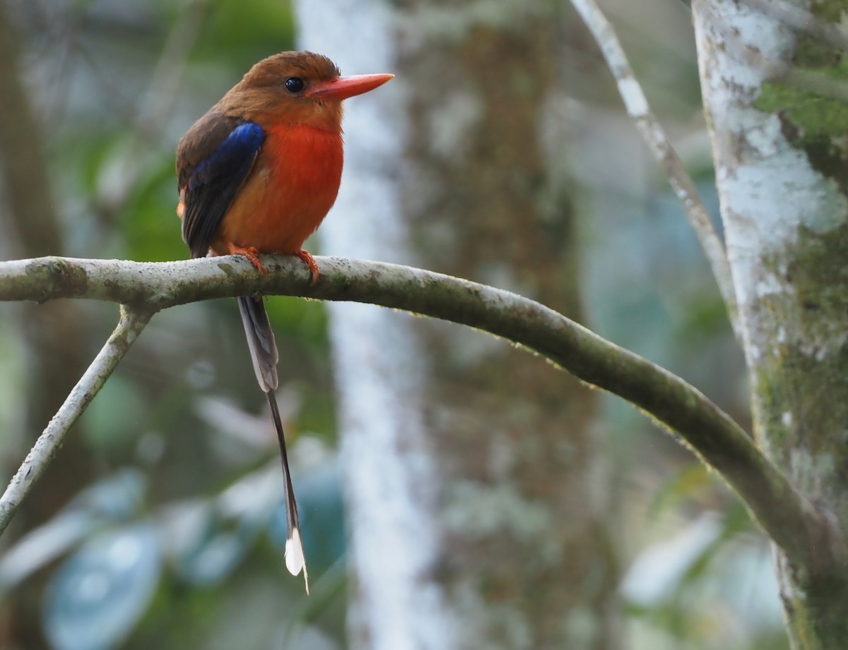 Brown-headed Paradise-Kingfisher - ML601133841