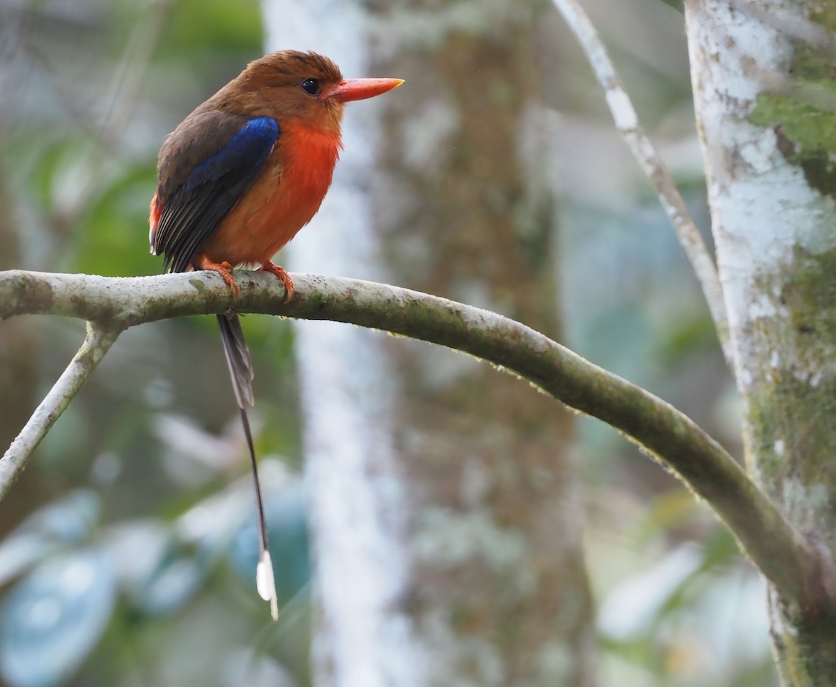 Brown-headed Paradise-Kingfisher - ML601133851