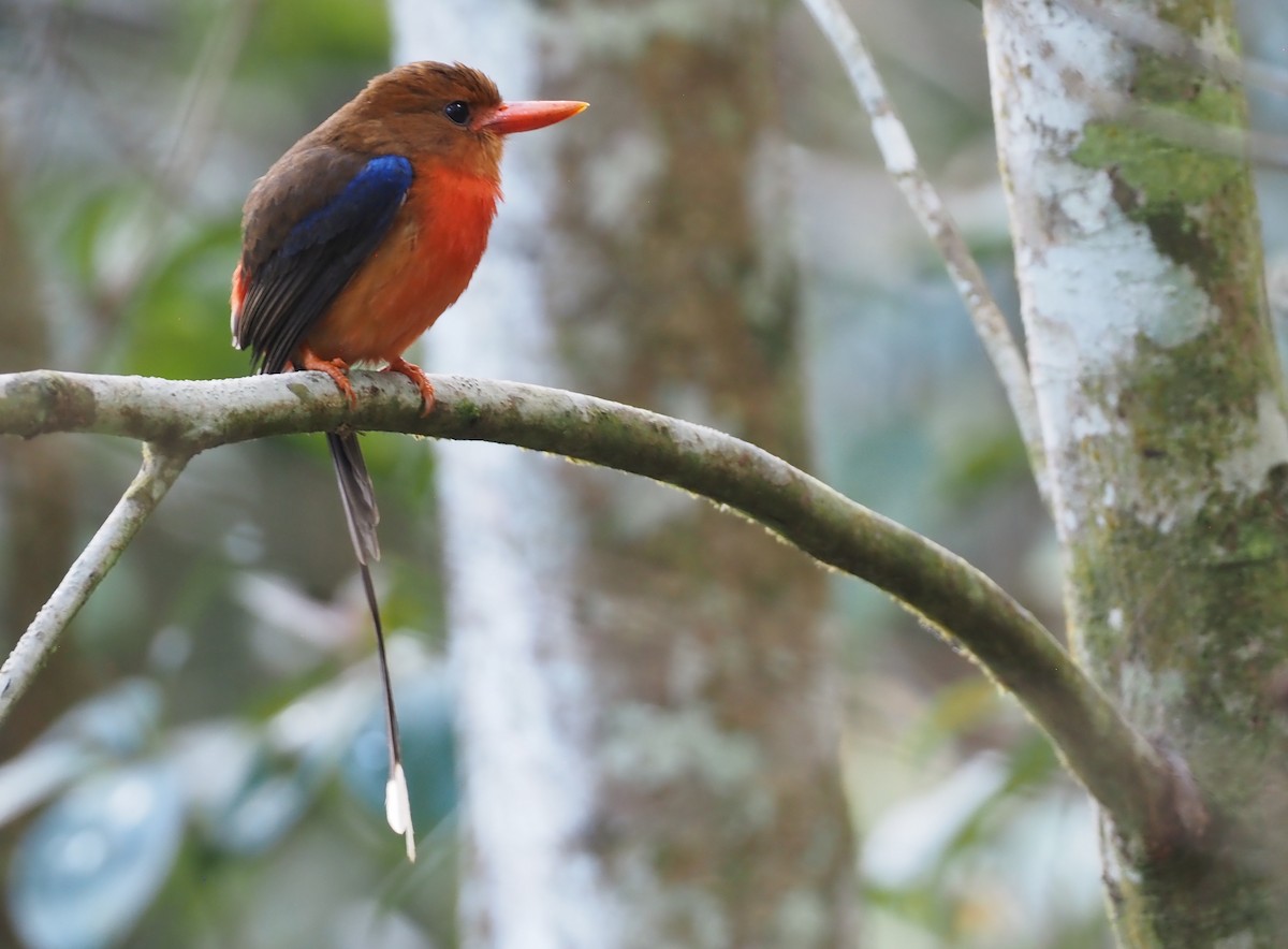 Brown-headed Paradise-Kingfisher - ML601133861