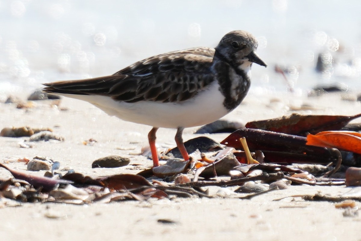 Ruddy Turnstone - ML601134621