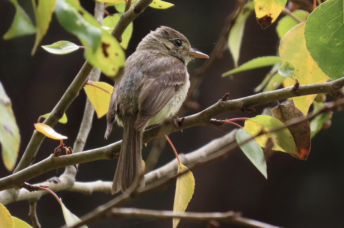 Western Flycatcher (Pacific-slope) - ML601134651