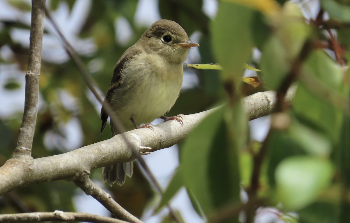 Western Flycatcher (Pacific-slope) - ML601134671