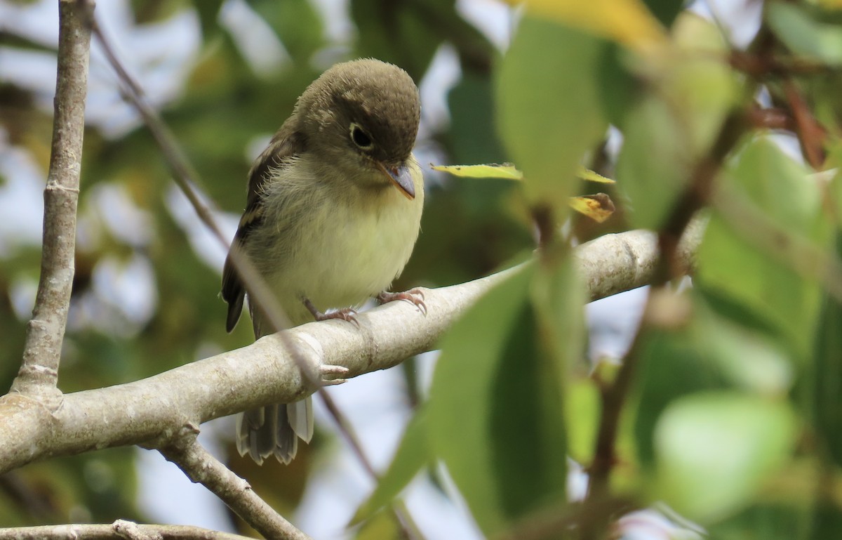 Western Flycatcher (Pacific-slope) - ML601134691