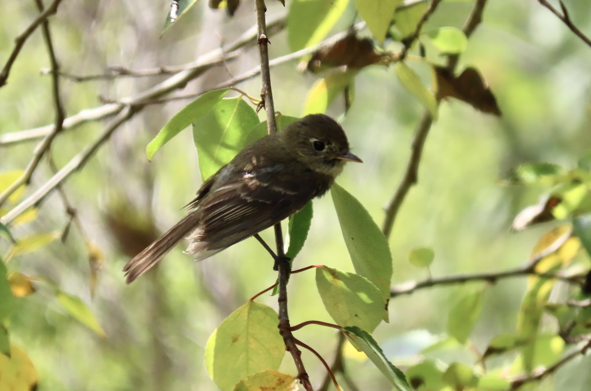 Western Flycatcher (Pacific-slope) - ML601134741