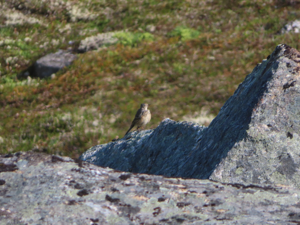 Pipit d'Amérique - ML601135371