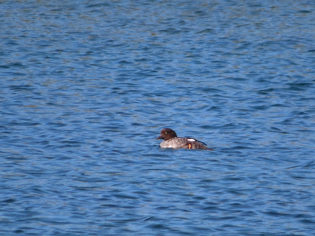 Barrow's Goldeneye - ML601135401