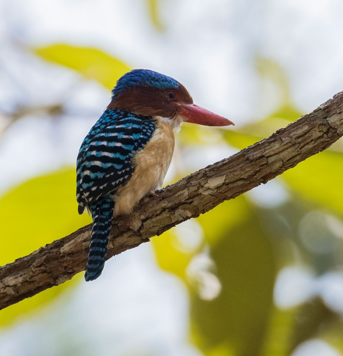 Banded Kingfisher - John le Rond